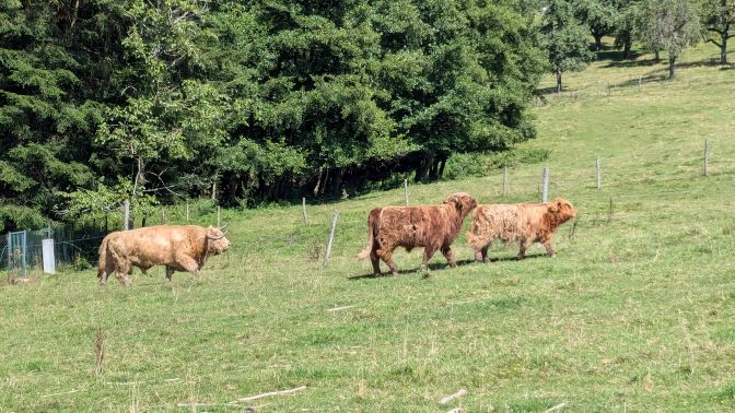 Ferienprogramm-2024 Rinder