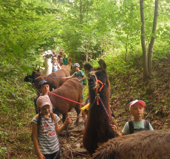 Ferienprogramm-2017 Lamas